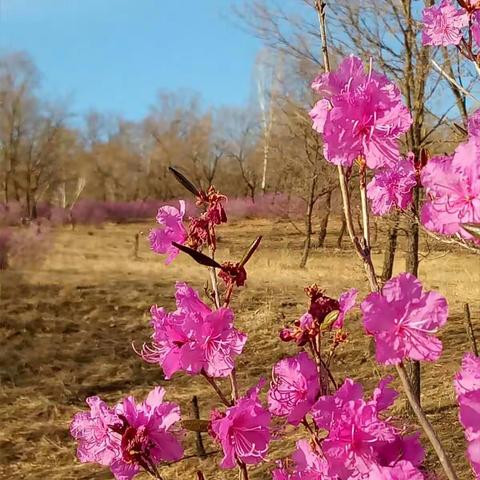 惜春:《家乡的杜鹃花》