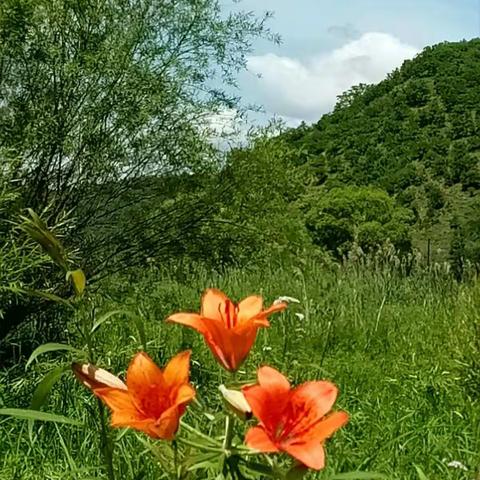 《情系山谷》