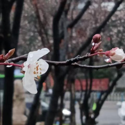 “花”儿荟萃