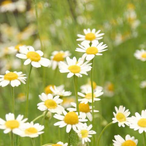 小梵高美术《春菊》