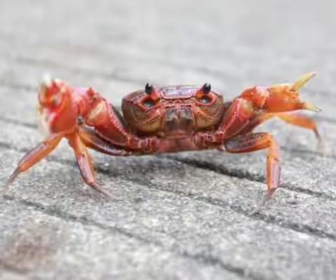 斑马美术《食蟹》