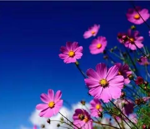 小梵高美术《初春》