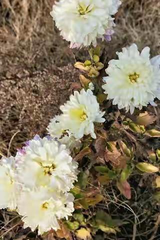 乡间的野菊花，傲骨独芳乡野间！