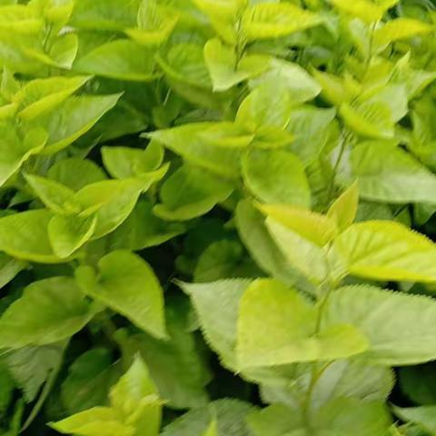 桑叶，认识了才知你的美