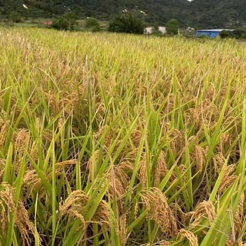 忆苦思甜下乡劳作，割稻谷体验知青岁月——福安师范附小六（五）班雏鹰假日小队实践活动