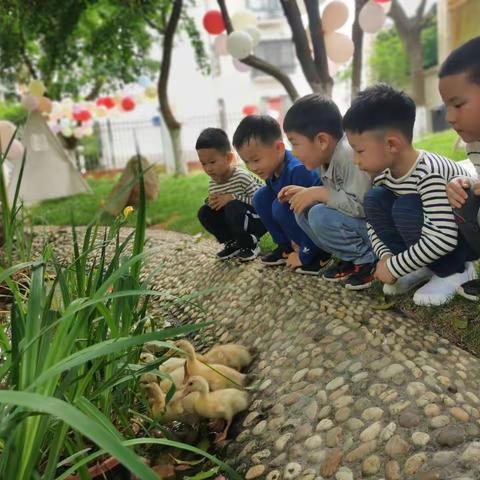 缤纷夏日，一起来嗨“鸭”！——实幼总园中三班养鸭小记