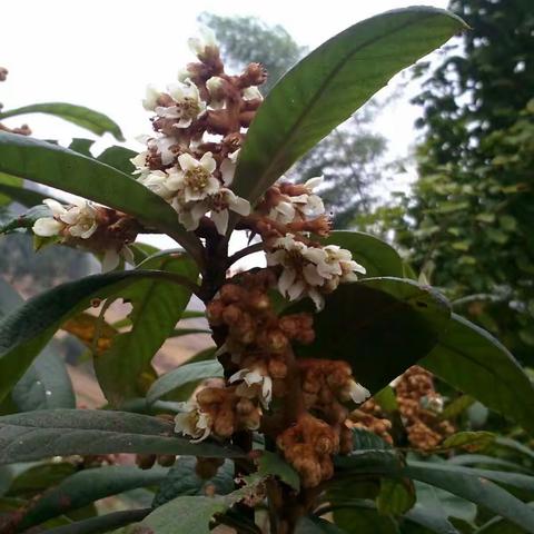 冬天雨后的山花也美滴滴的