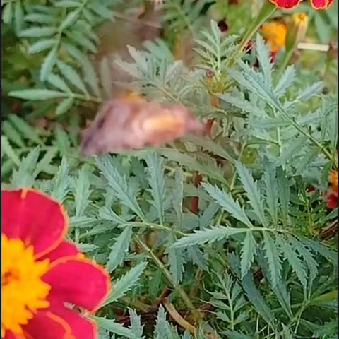 花丛中的小精灵