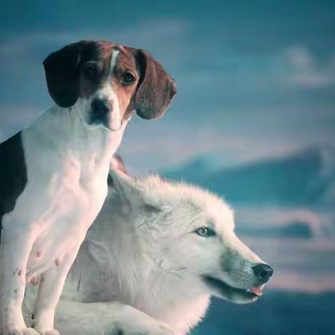 爱上动物（六）