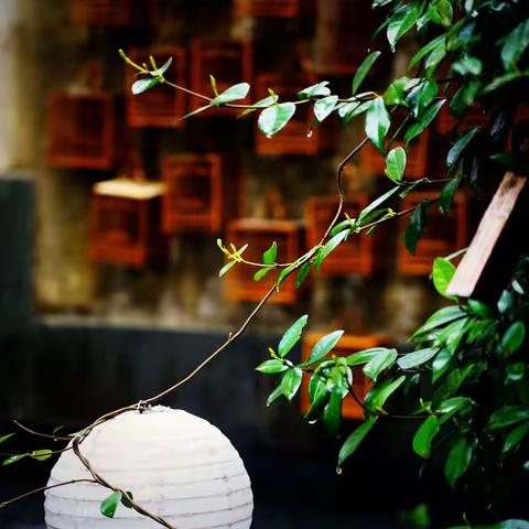 行走在江南的春天里