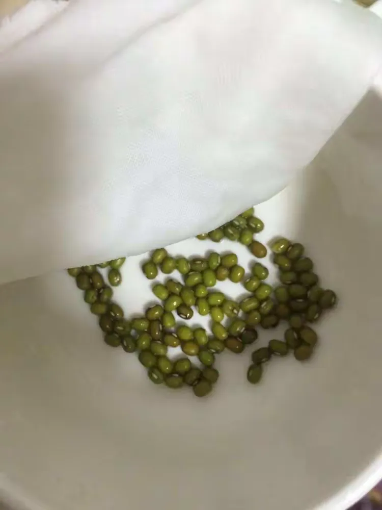 绿豆芽生长记