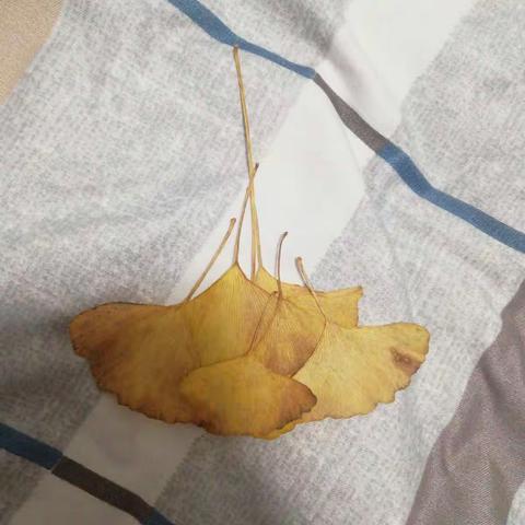 银杏叶观察日记