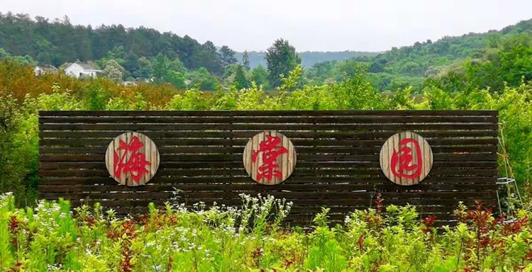 5年桂花树价格