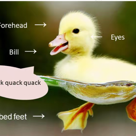 1A U5 小西妈双语工程2001期172号KIMI打卡