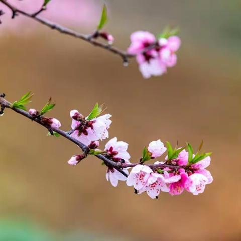 又是一年桃花开