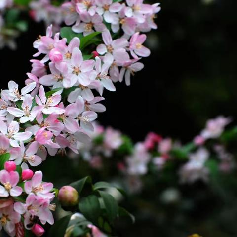 春之花· 夏之梦