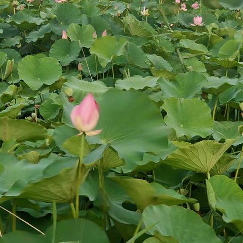 坝上披绿缀粉素，莲间畅游不思蜀