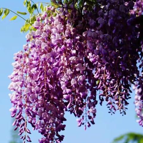 4.21日沪嘉定紫藤花、孔庙、汇龙潭、秋霞圃暮春游