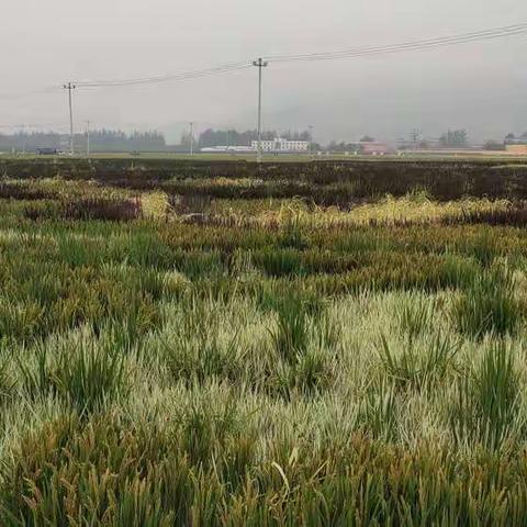 中秋假期遵化山里各庄一游      2021年9月19日