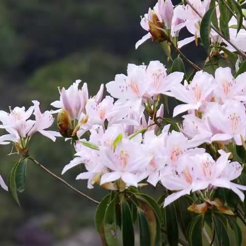 春日赏花•漳浦梁山