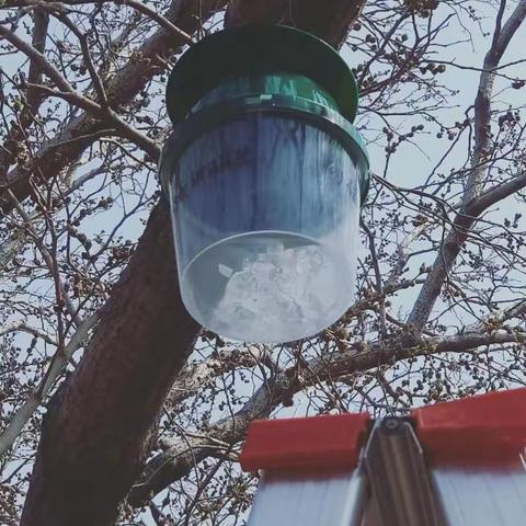 北戴河区园林局防治美国白蛾又有新举措