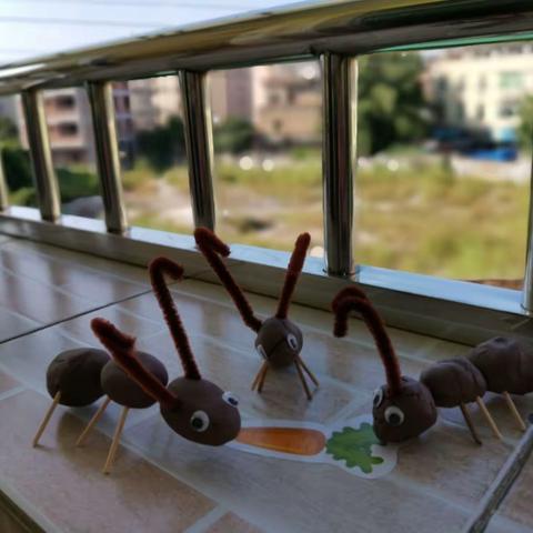 蚂蚁🐜‘‘小可”