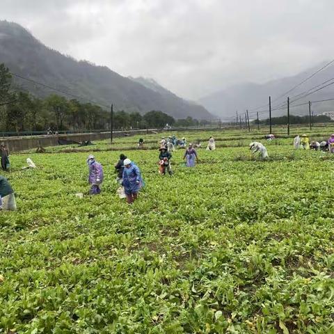 区农业农村局开展农产品质量安全监督抽查工作