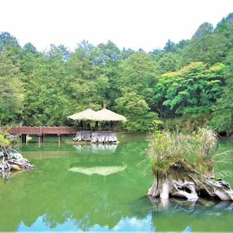 台湾游记（三）—  阿里山、高雄夜市、诚品书店