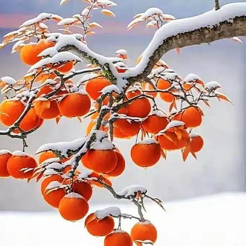 黄振国‖雪花吻上了我的脸—献给2023年冬天的第一场雪