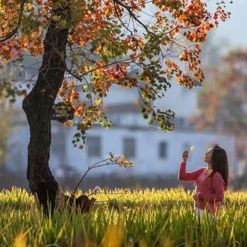 豫南秋意染山川，田园似画醉游人，——秋末冬初打卡商城县里罗城乌桕谷