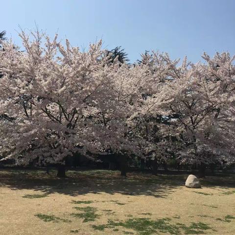 四月赏樱花