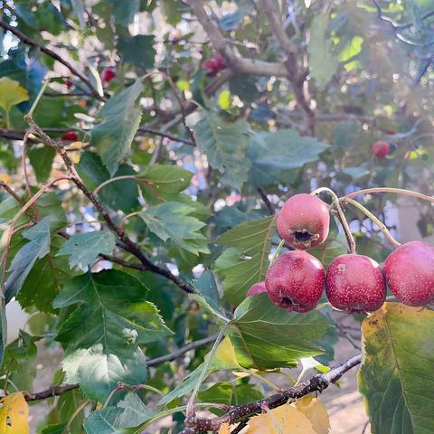 采摘山楂，亲近自然。