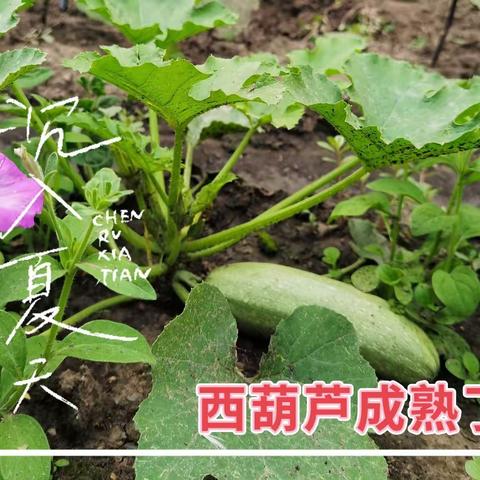 学生收菜忙 ，实践快乐多——记阿城区舍利中心学校收菜活动