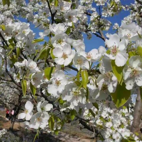 迁西黄岩梨花节4.14期待着您