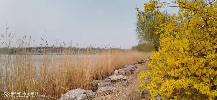 山西连翘主产区有哪些