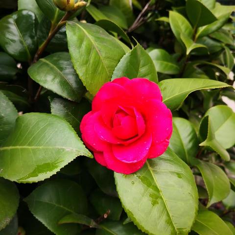 战“疫”情，我们众志成城