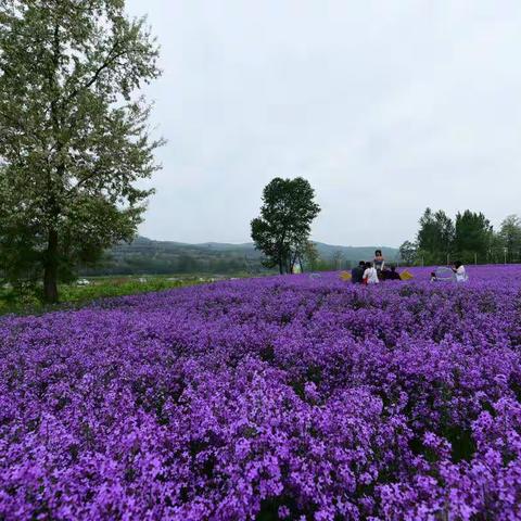 在宝鸡市县功镇陈家庄村大面积种植了兰香芥， 约有上千亩。现在花开正盛