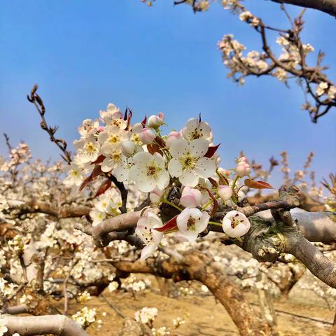 又见梨花开