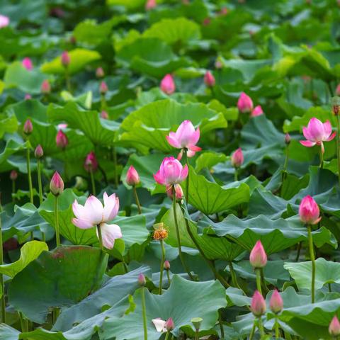 盛夏姐妹去鱼鸟河赏荷