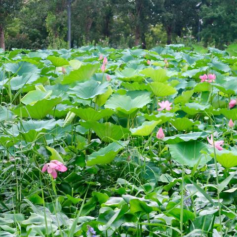 北京凉水河畔荷花池一一防疫夏季亦庄打卡地（一）