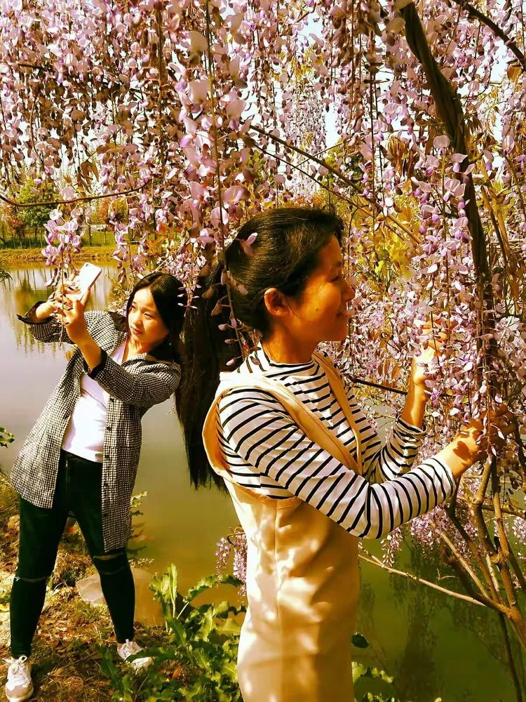 紫藤花蔓蔓青萝