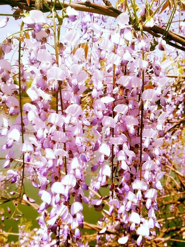 紫藤花蔓蔓青萝