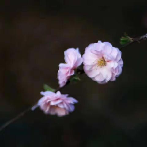 戊戌年拍的花花们