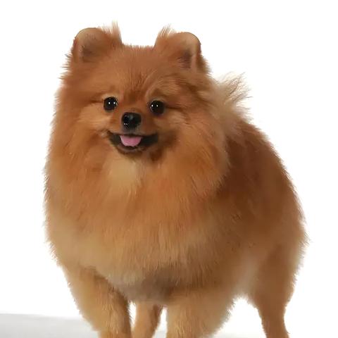 浑球(短篇小说)