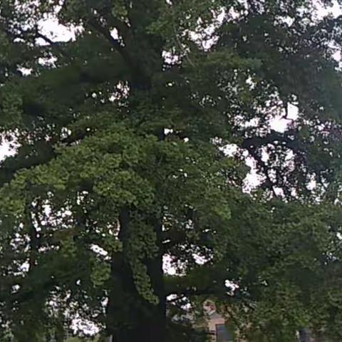 童心向党知历史  红色研学少年强--记五三班红色研学活动