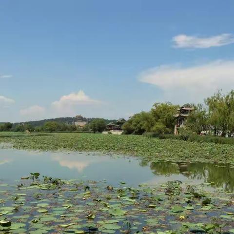 2021.7.9颐和园-为荷叹息