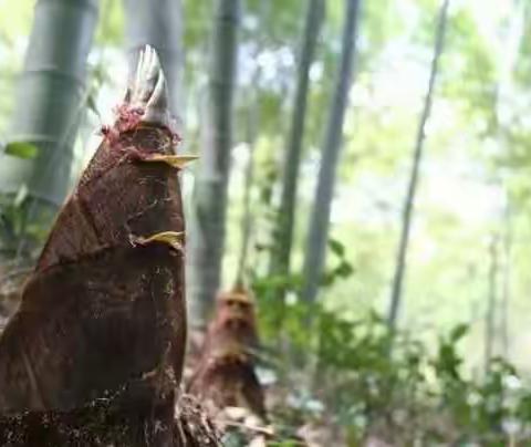 谁知盘中笋，片片皆辛苦！