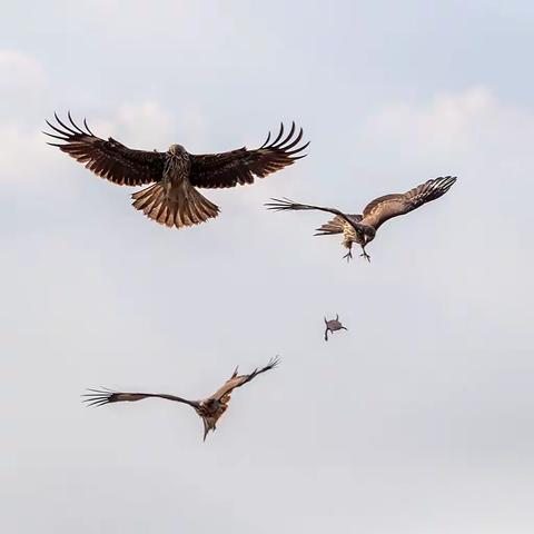 鹰击长空 鱼翔浅底 ，长江禁渔显成效
