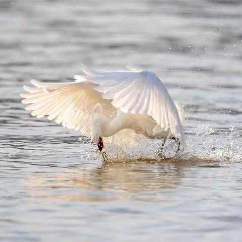 踏浪起舞