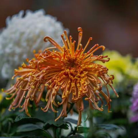 秋菊